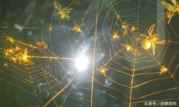 均线金蜘蛛炒股技巧,均线金蜘蛛战法