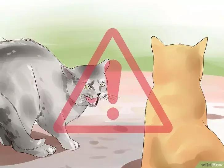 领养的新猫到家后的正确流程,怎么把新猫带回家