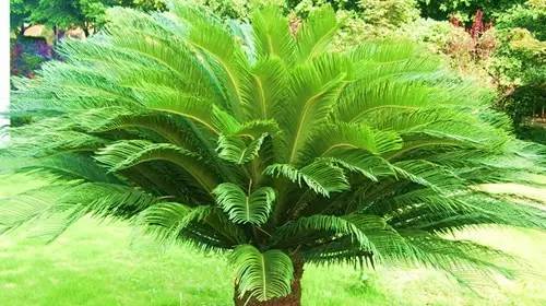 铲屎官养宠物的正确方法,铲屎官如何对待死掉宠物