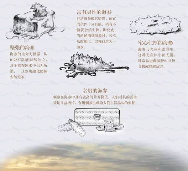 什么样口感的海参品质好 (大连海参干货纯野生淡干)