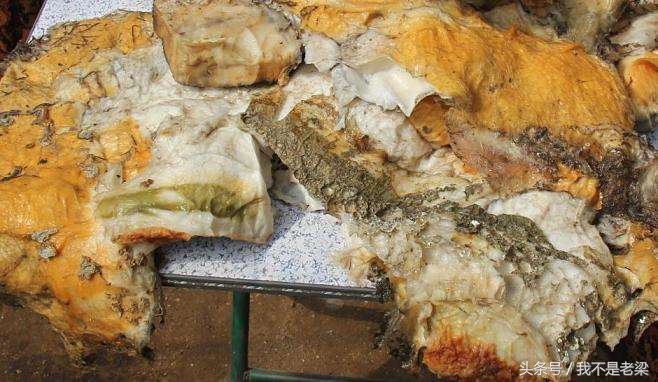 新疆太岁跟东北太岁有什么区别,中国人常说的太岁到底是什么