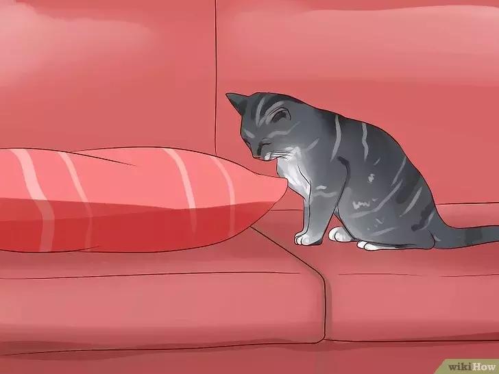 领养的新猫到家后的正确流程,怎么把新猫带回家