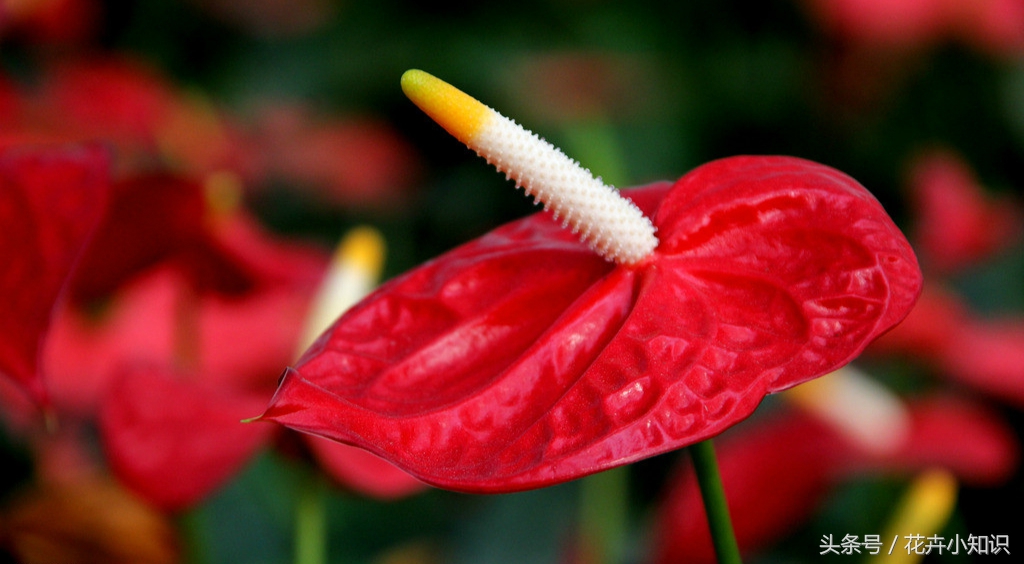 红掌叶片发黄,红掌叶子背面发黄锈斑怎么办