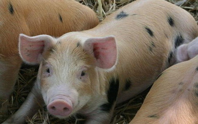 猪脑袋歪了怎么回事,猪歪着脖子是怎么回事