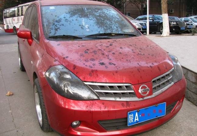 车上鸟粪怎么清理干净,车上鸟粪去除好方法