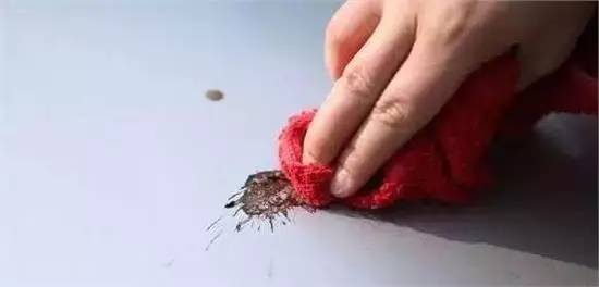 车上鸟粪怎么清理干净,车上鸟粪去除好方法