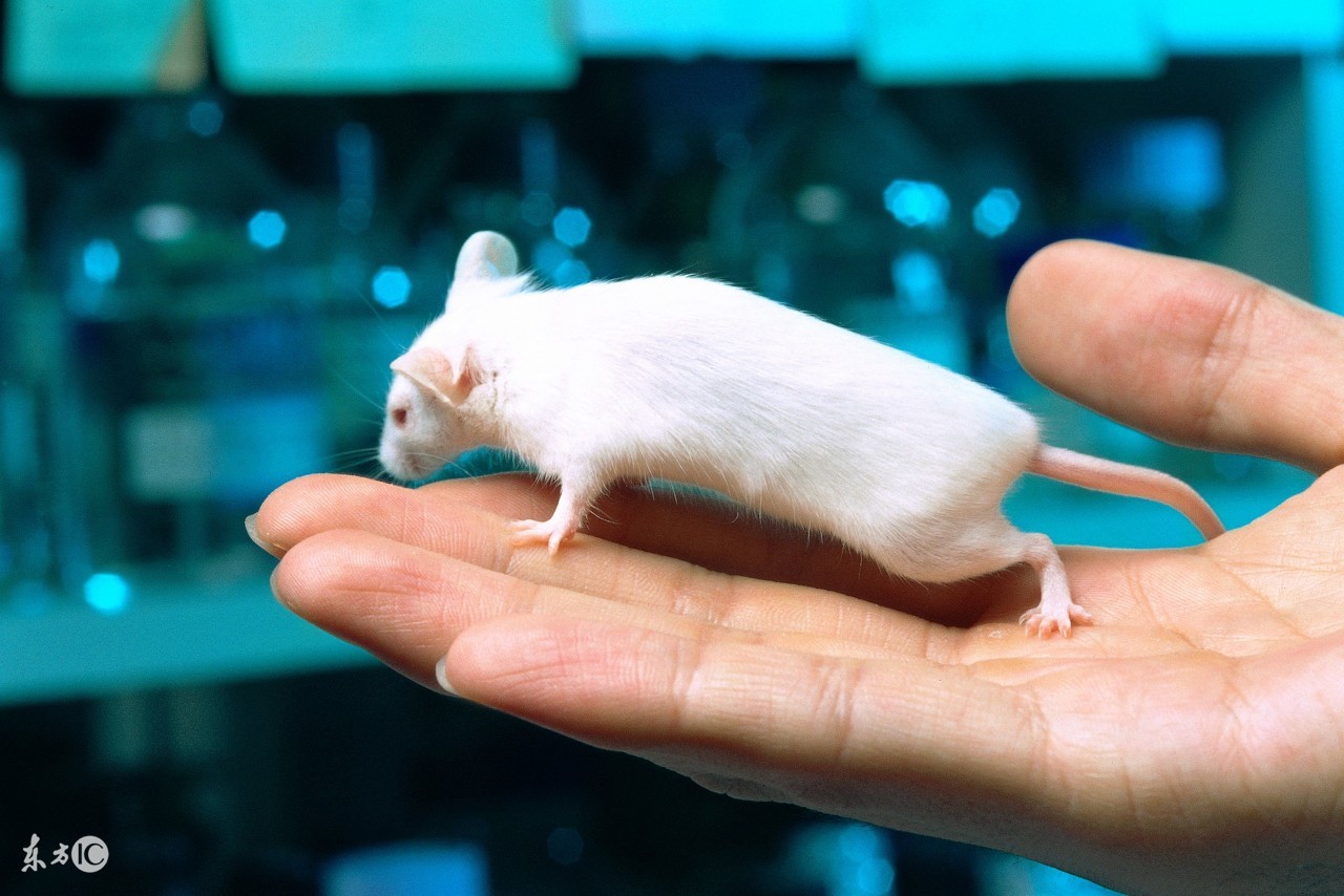 空调里面有老鼠怎么进去的,空调里面的老鼠怎样弄出来