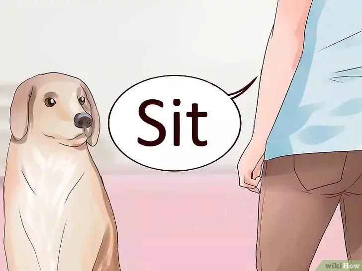 领养的新猫到家后的正确流程,怎么把新猫带回家