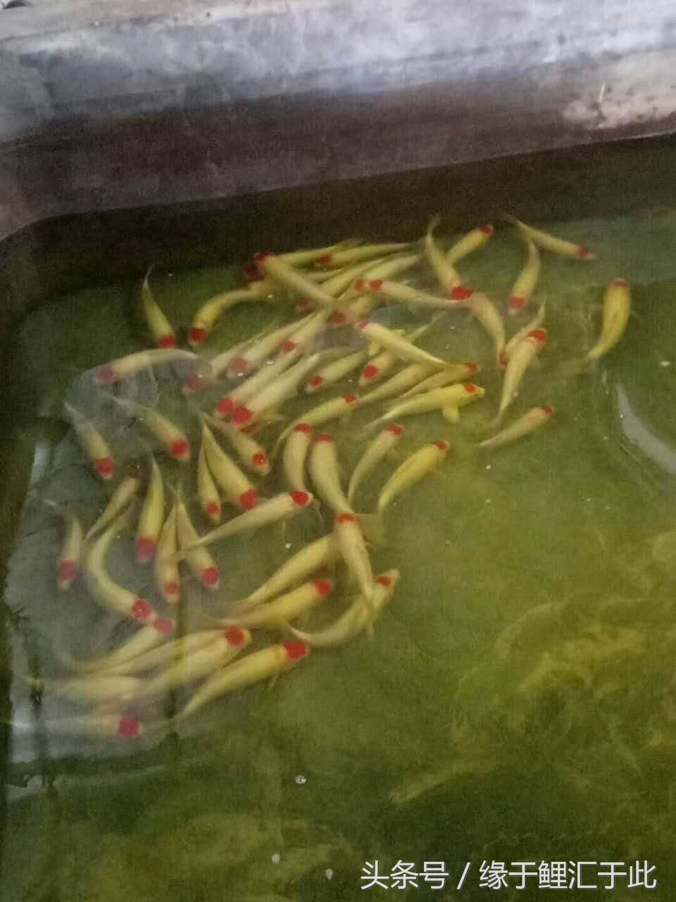 鱼体表粘液多是怎么回事,鱼体表脱落粘液怎么处理