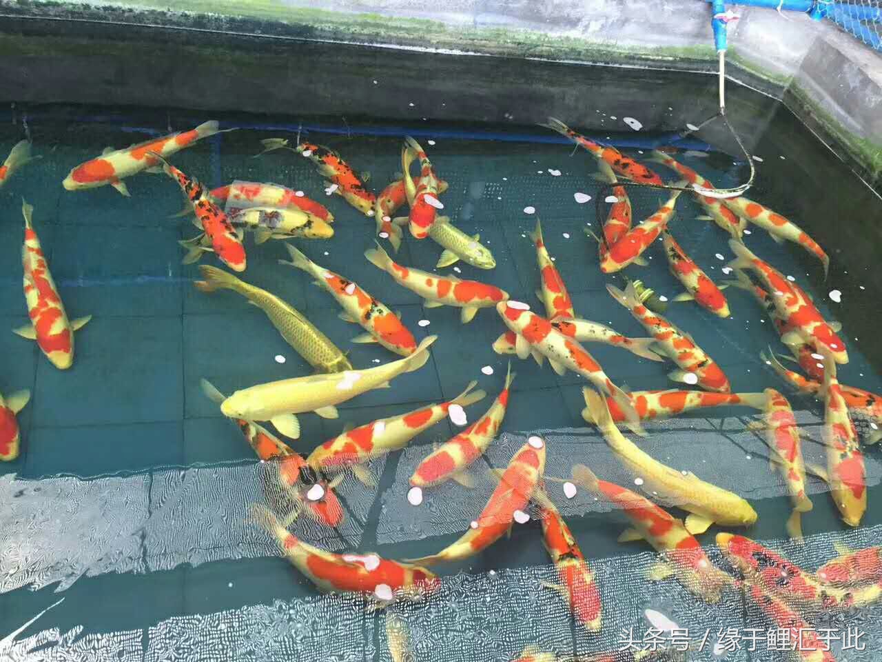 鱼体表粘液多是怎么回事,鱼体表脱落粘液怎么处理