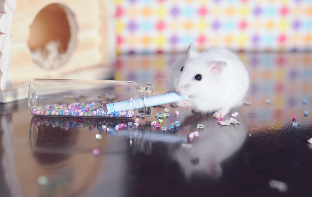 仓鼠越狱了怎么办？不怕四个妙招助你寻回它