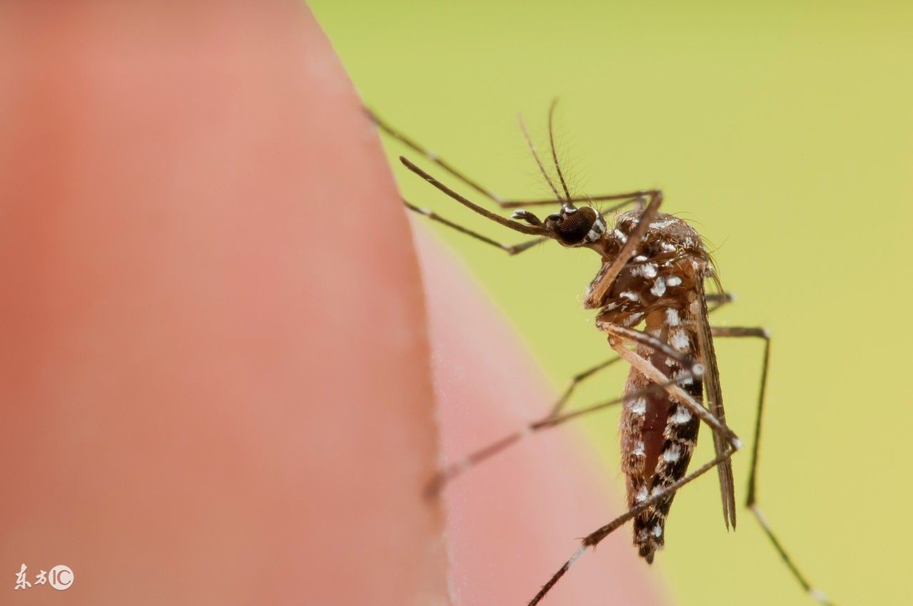 登革热引发恐慌,请收好这份登革热科普知识