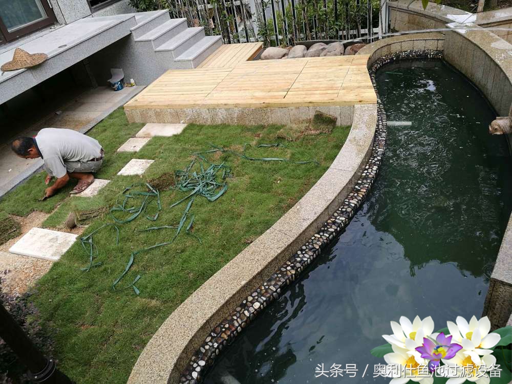 10吨小鱼池的完美养成记