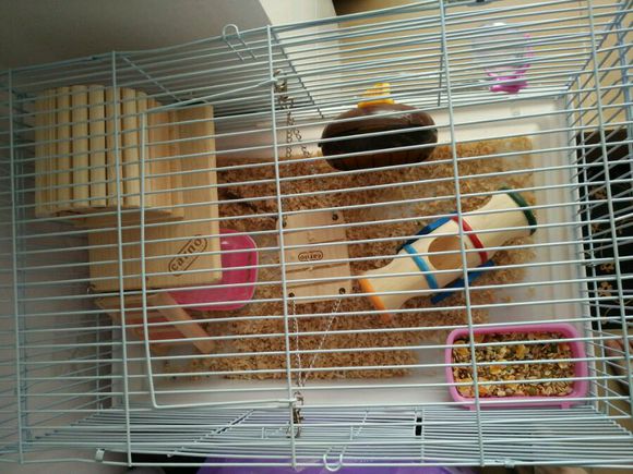 仓鼠越狱了怎么办？不怕四个妙招助你寻回它