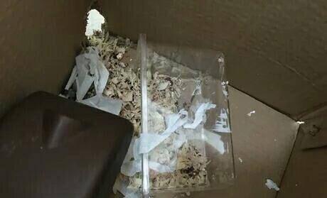 仓鼠越狱了怎么办？不怕四个妙招助你寻回它