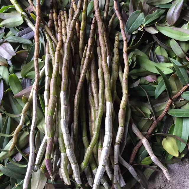 鲜石斛条,铁皮石斛鲜条生长时间越长越好吗