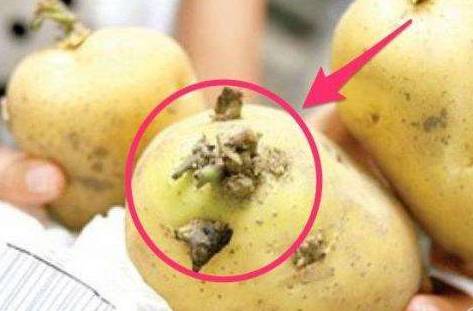 适合宝宝吃的有哪些食物,最适合孩子吃的九种食物