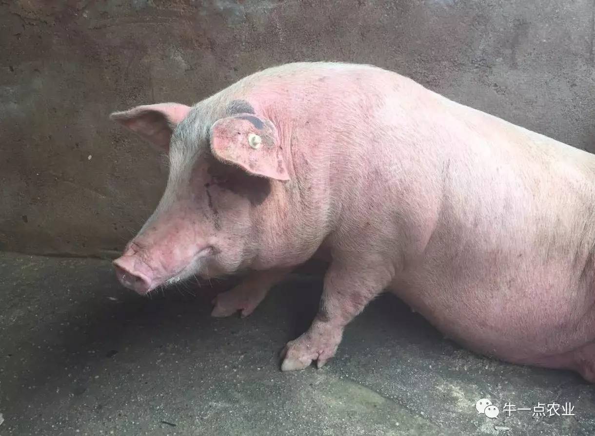 养好猪关键的几个步骤,养猪病大全及治疗方法