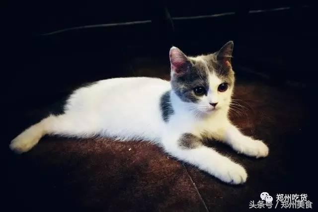 郑州东区萌猫主题披萨小店，铲屎官快来这吸猫了！