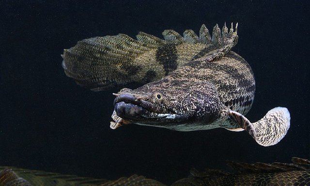 打我蓝buff，生气时萌萌哒，那些难得一见却美的令人窒息的观赏鱼