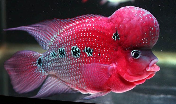 打我蓝buff，生气时萌萌哒，那些难得一见却美的令人窒息的观赏鱼