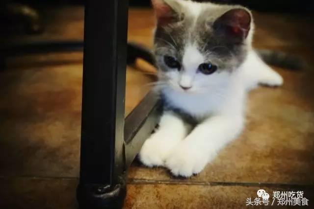 郑州东区萌猫主题披萨小店，铲屎官快来这吸猫了！