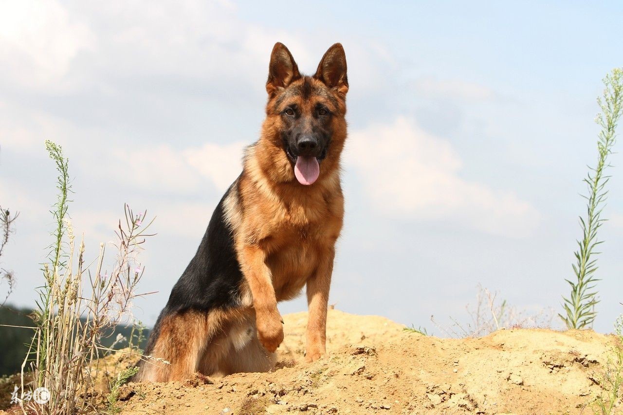 关于德牧的真实故事,德牧狗事件