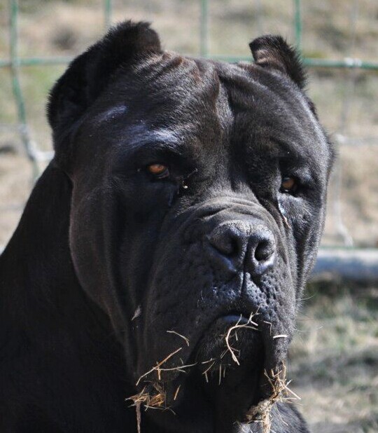 卡斯罗护卫犬和主人生活日常,留恋的培养方法