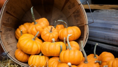 地中海贫血吃什么好,婴幼儿贫血吃什么好