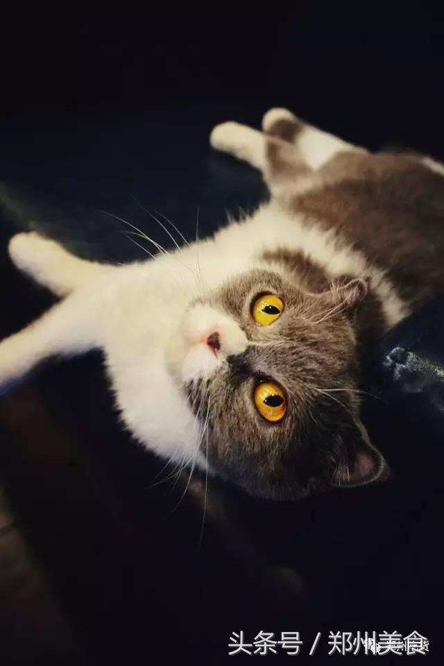 郑州东区萌猫主题披萨小店，铲屎官快来这吸猫了！