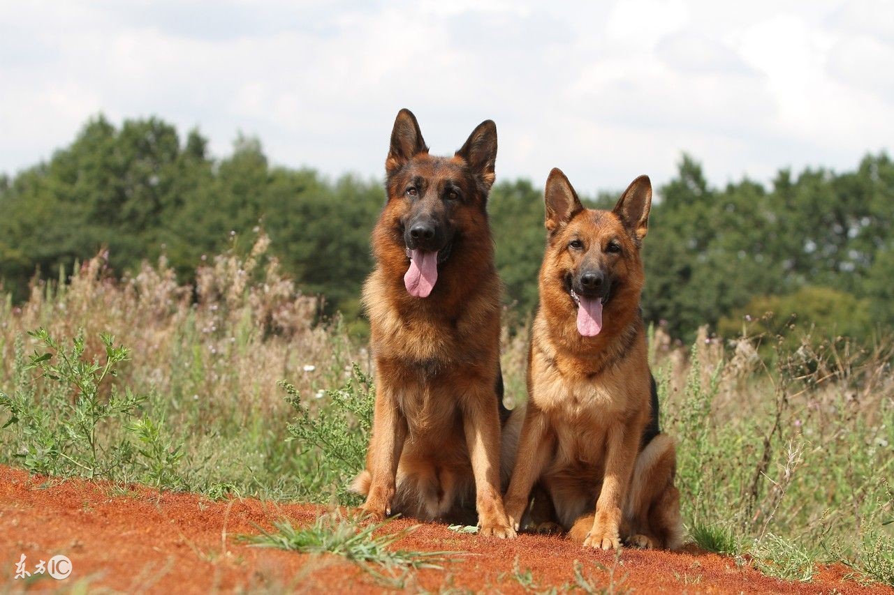 关于德牧的真实故事,德牧狗事件
