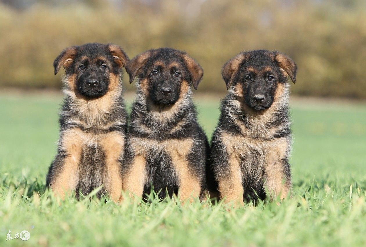 关于德牧的真实故事,德牧狗事件