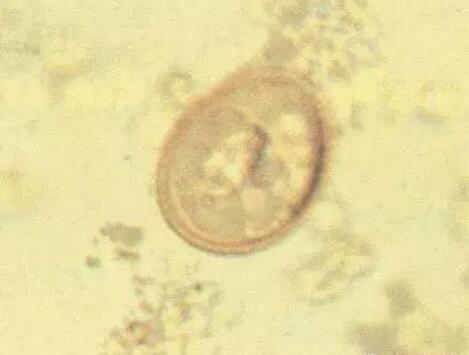 法斗寄生虫有哪些,法斗小肠寄生虫感染