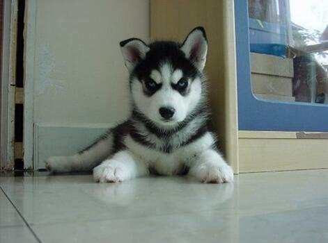 买宠物狗怎么检测狗的健康状况,购买宠物怎么辨别是否健康