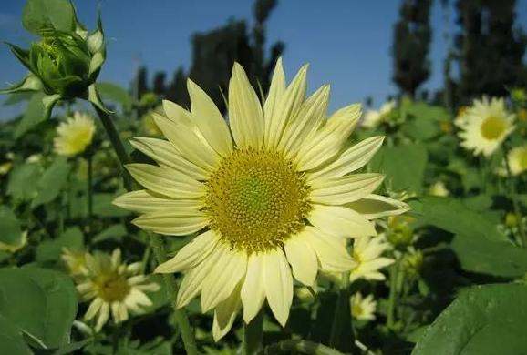 100种农业经济作物,有哪些种植业赚钱的