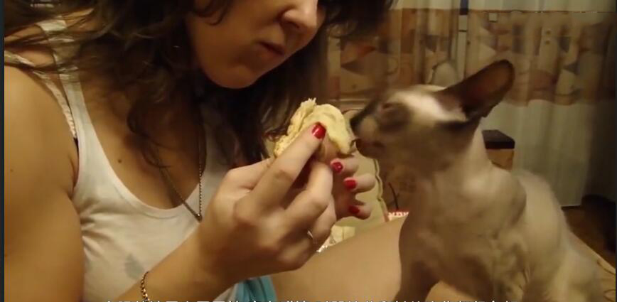 中国最贵的十种宠物猫,最贵的宠物猫有哪些