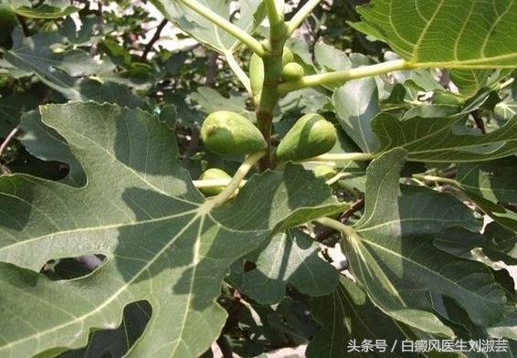 白癜风用补骨脂泡酒擦有作用吗,补骨脂和白蒺藜治白癜风