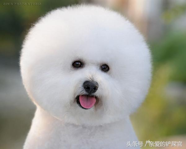 狗狗防偷吃的最佳方法,狗狗喜欢偷鞋子怎么办