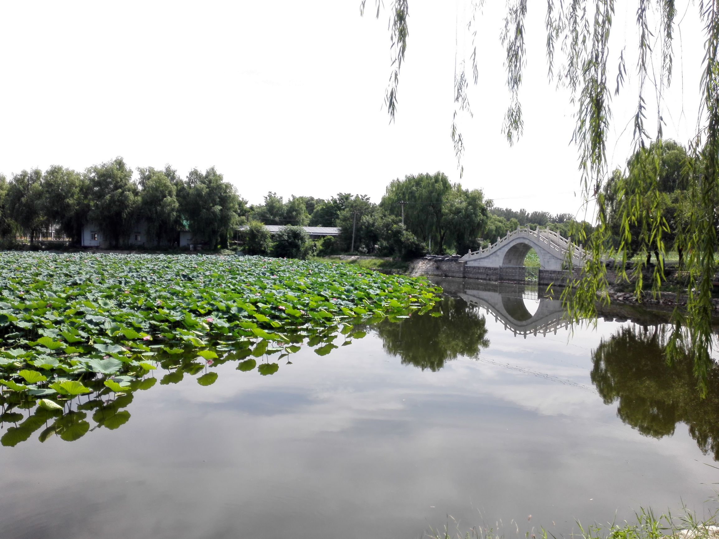 自驾上庄水库，渔塘垂钓赏荷花，管理大爷沿河种水草！