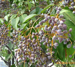 女贞子有啥,女贞子有两种么