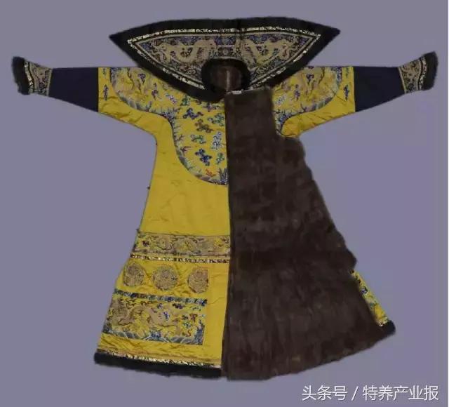 东北人买貂,东北人为什么喜欢买貂