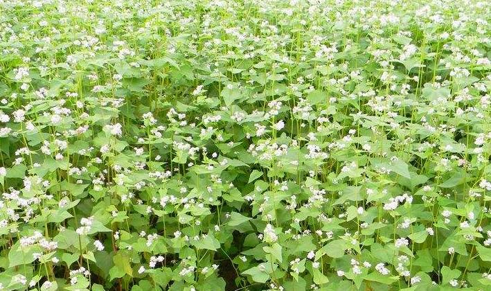 100种农业经济作物,有哪些种植业赚钱的