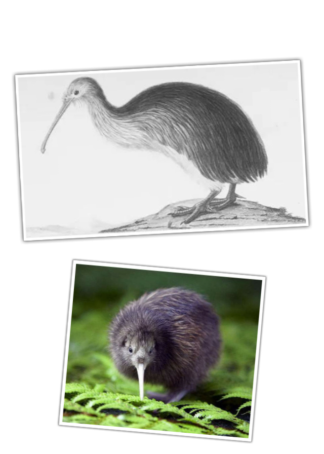 山海经里哪些怪兽是真实存在的,山海经至今存在过的怪兽