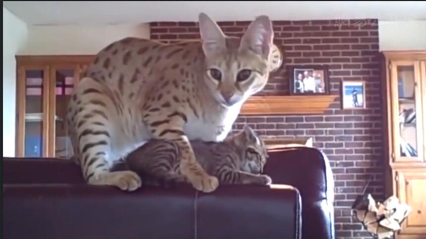 中国最贵的十种宠物猫,最贵的宠物猫有哪些