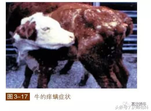 牛疥螨最快消除方法,治牛身上虱子螨虫用什么药好