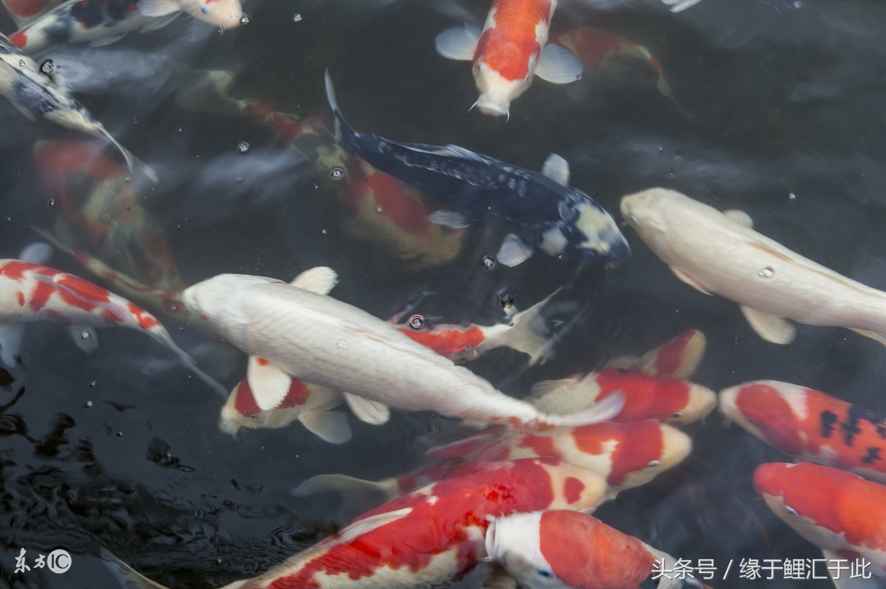 如何用中草药驱虫,如何正确使用驱虫药