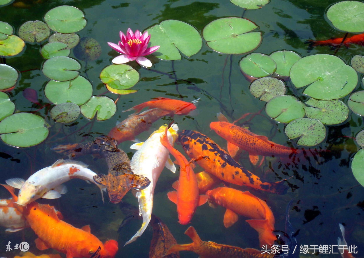 如何用中草药驱虫,如何正确使用驱虫药