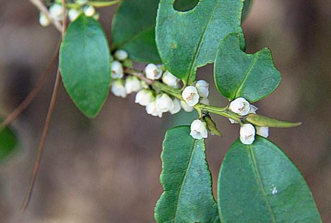 100种农业经济作物,有哪些种植业赚钱的