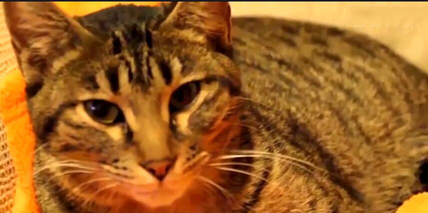 中国最贵的十种宠物猫,最贵的宠物猫有哪些