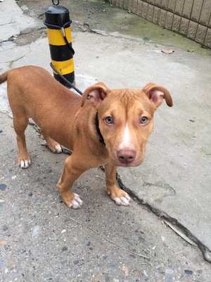 德牧幼犬趴蹄该咋治,惠比特幼犬趴蹄怎么办